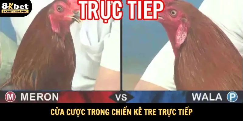 Cửa cược trong chiến kê tre trực tiếp