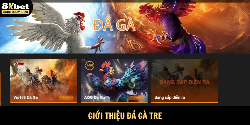 Giới thiệu đá gà tre