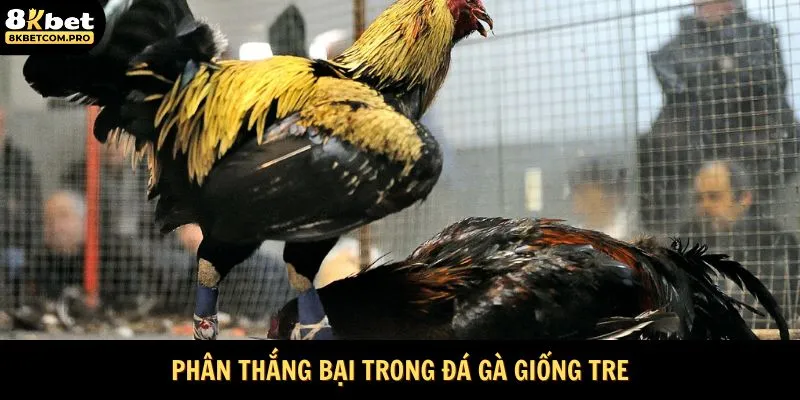 Phân thắng bại trong đá gà giống tre