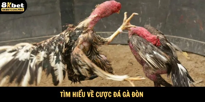 Tìm hiểu về cược đá gà đòn